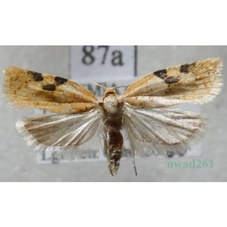 Acleris ferrugana (Denis & Schiffermüller, 1775) Czech87a